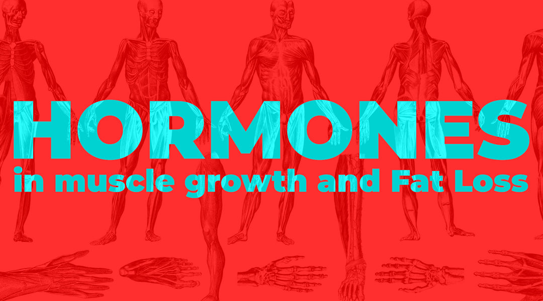 The Role of Hormones in Muscle Growth and Fat Loss